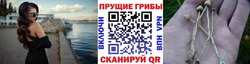 Псилоцибиновые грибы GOLDEN TEACHER  наркотики  Грязовец 